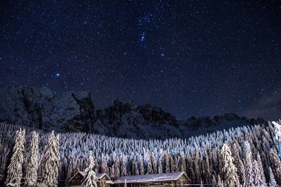 árbol bosque nieve invierno