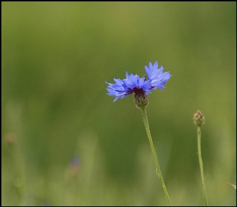 Anlage wiese
 prärie
 blume Foto