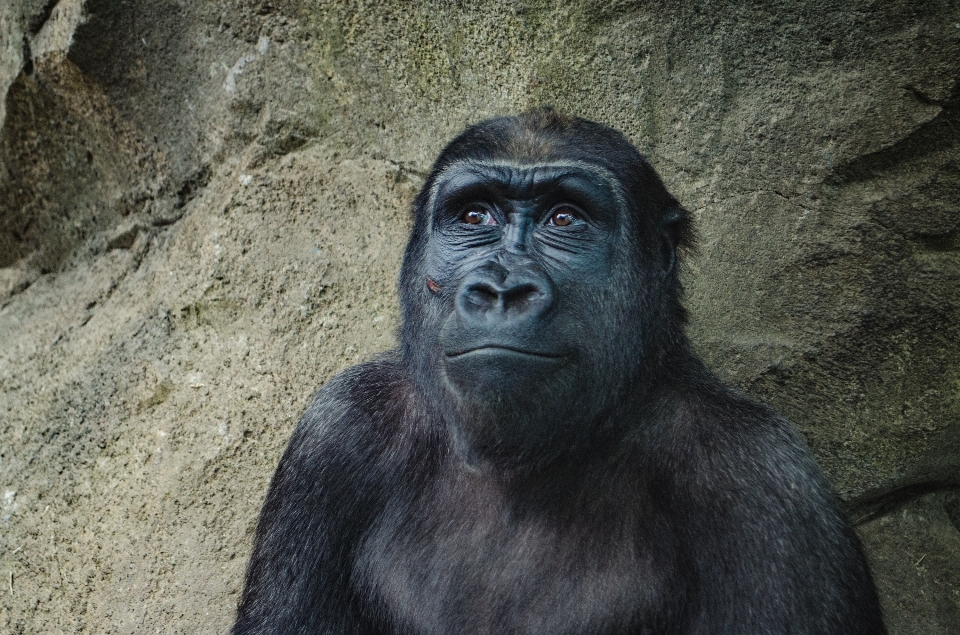 Tier tierwelt zoo säugetier