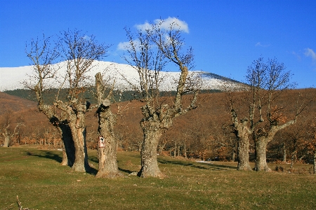 風景 木 荒野
 植物 写真