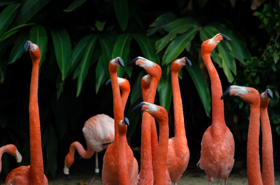 Pájaro animal alimento pico