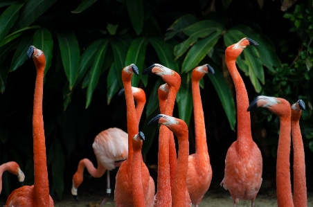 鳥 動物 食べ物 嘴 写真