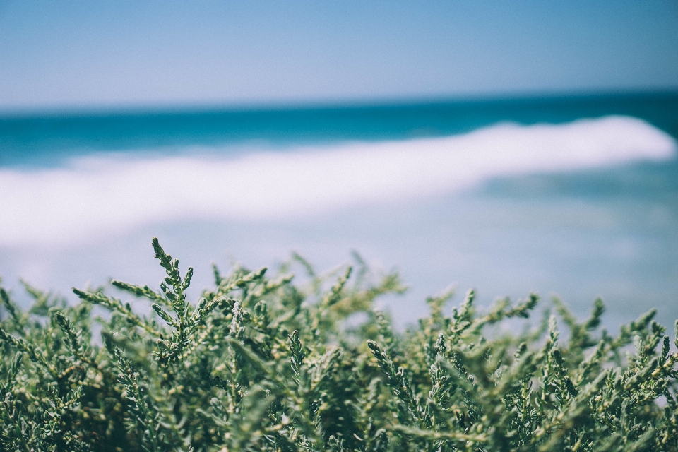 Plage mer côte arbre