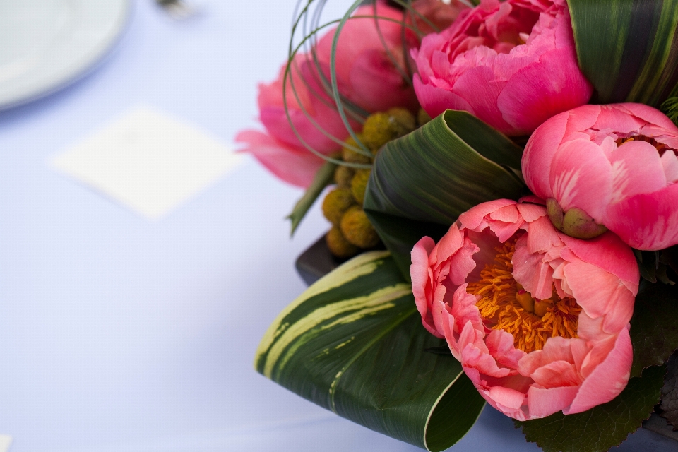 Usine fleur pétale rose