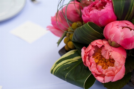 Plant flower petal pink Photo