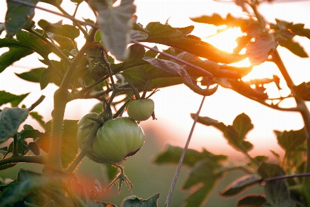 Foto Albero natura ramo fiore