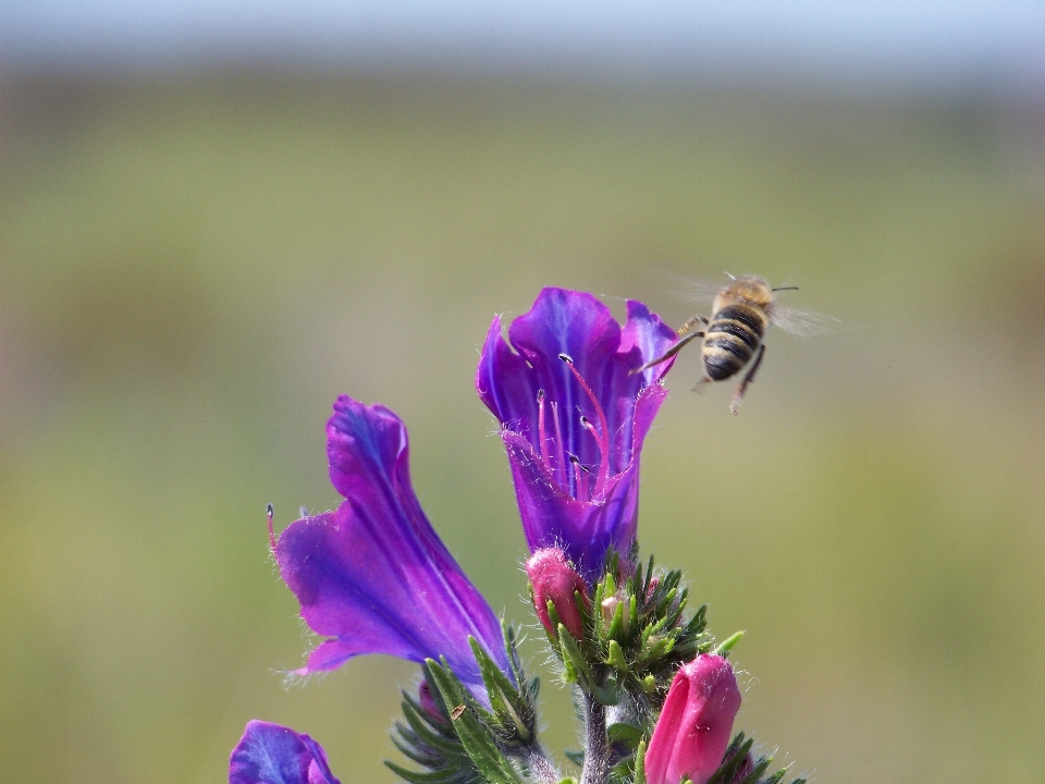 Natur blüte anlage wiese
