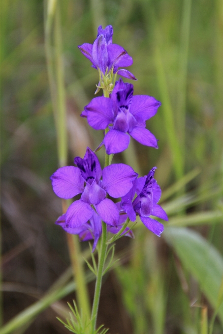 Plant flower herb botany