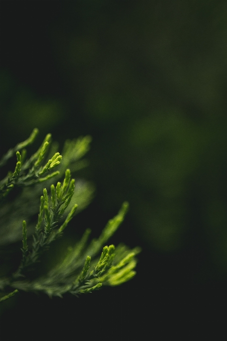 Tree grass branch dew