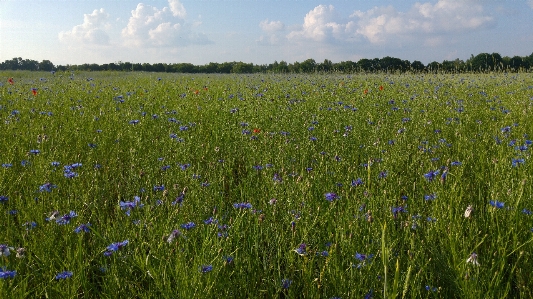 Foto Grama nuvem plantar campo