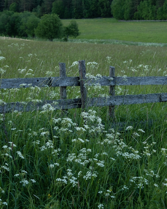 Grass marsh swamp plant