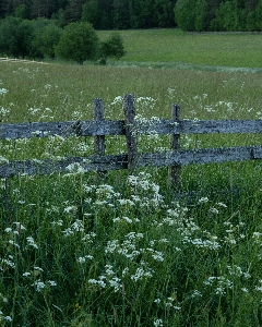 Grass marsh swamp plant Photo