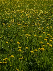 Grass plant field lawn Photo