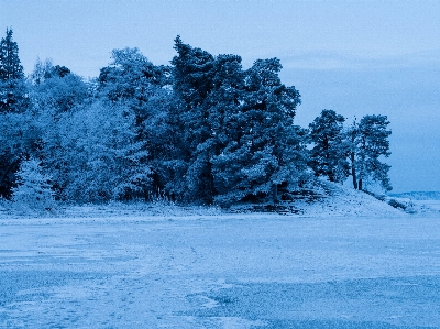 Tree nature forest branch Photo