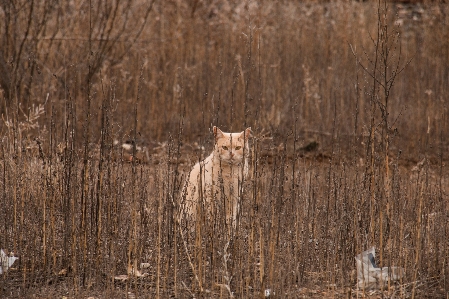 Foto Natura selvaggia
 legna prateria
 animali selvatici