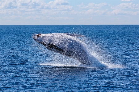 Zdjęcie Morze woda ocean ssak