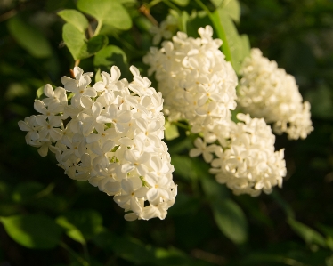 Blossom plant flower botany Photo