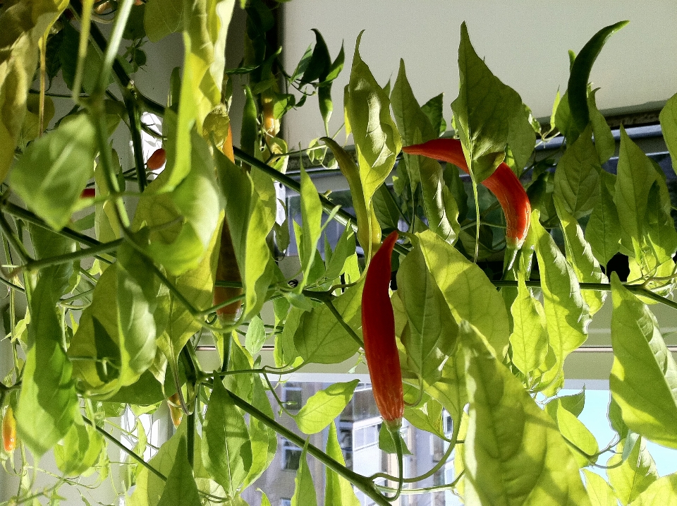 植物 花 食物 生产