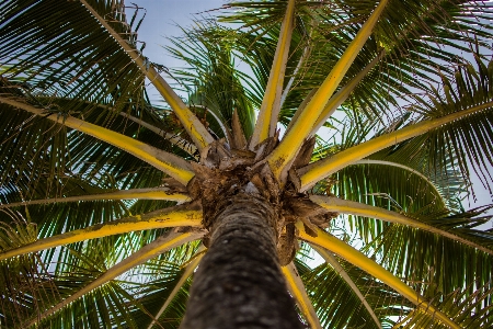 Photo Arbre usine fruit palmier