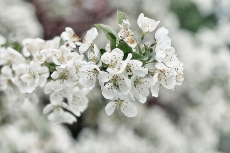 Nature branch blossom plant Photo