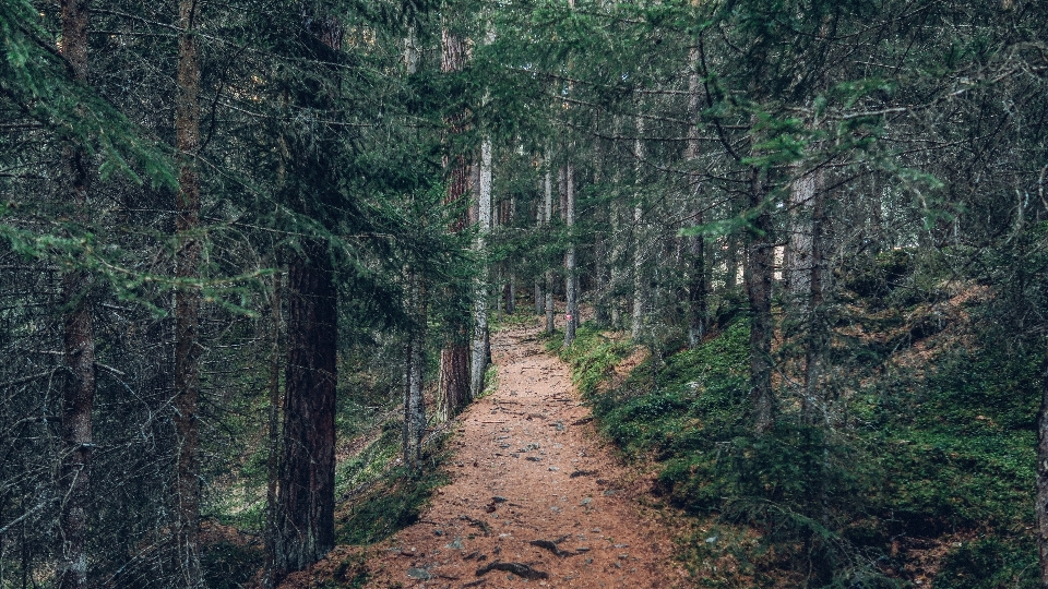 Tree forest path wilderness