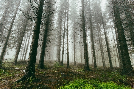 Ağaç orman el değmemiş doğa
 dal Fotoğraf