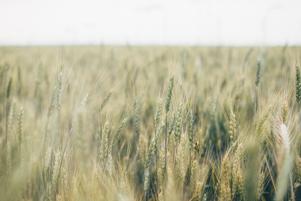 Grass plant field meadow