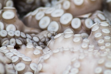 Meer weiss tintenfisch material Foto