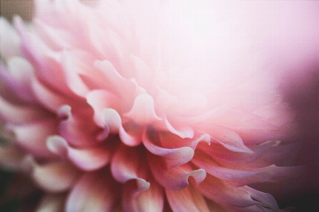 花 植物 写真撮影 花弁 写真