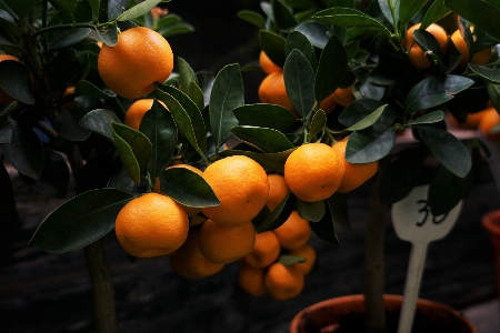 Tree branch plant fruit Photo