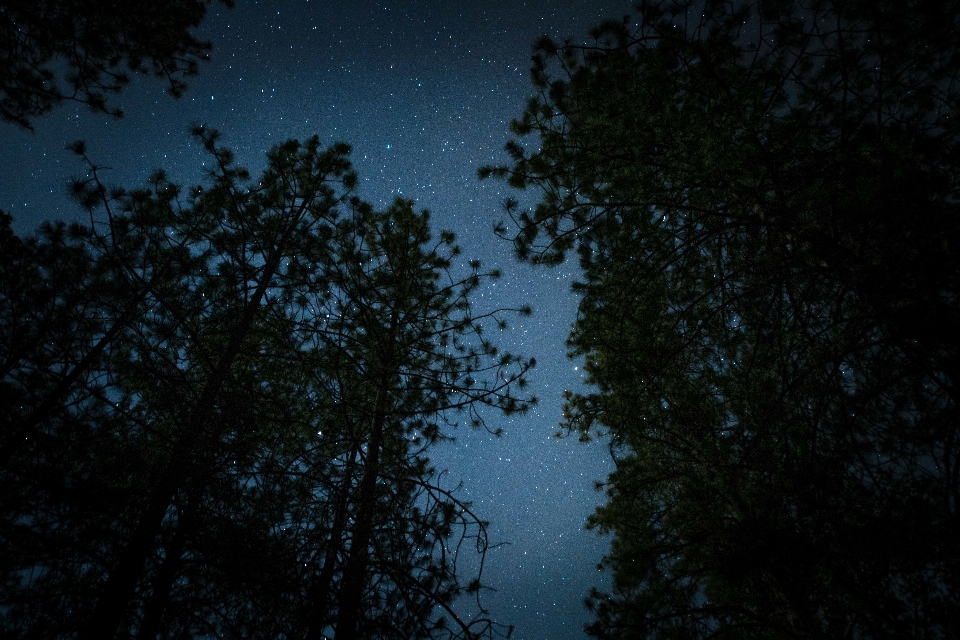 Baum natur wald licht