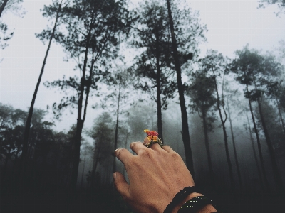 Foto Mano árbol bosque niebla