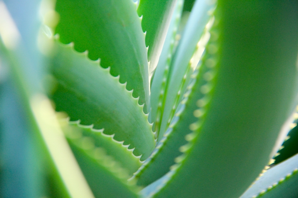 Plantar folha flor verde