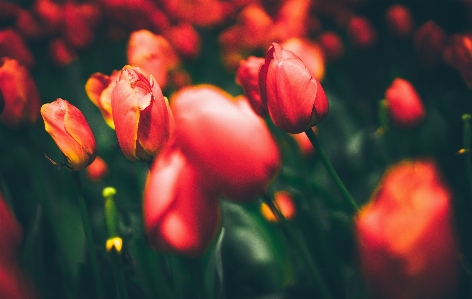 Anlage blume blütenblatt blühen Foto