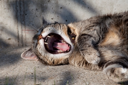 Foto Margasatwa bulu kucing mamalia