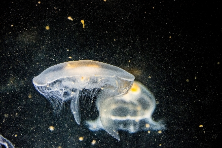 水 雰囲気 水中 生物学 写真