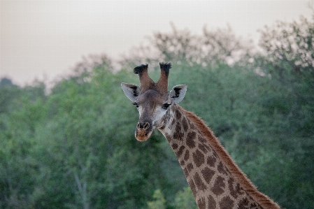 Foto árvore animal animais selvagens mamífero