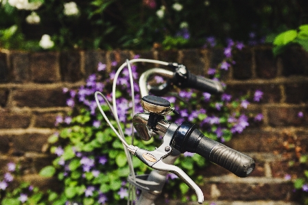 Photo Lumière fleur vélo cloche