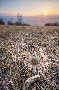 Foto Paisagem árvore natureza grama