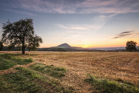 Фото пейзаж дерево природа трава