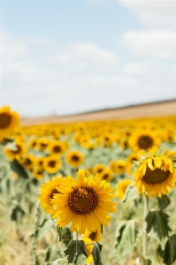 Anlage feld prärie
 blume Foto