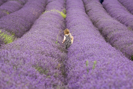 Foto Tanaman bunga ungu flora