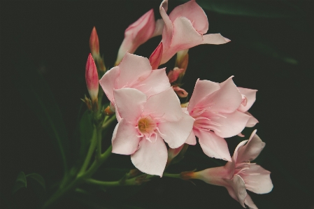 花 植物 写真撮影 幹 写真