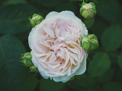 植物 花 花弁 薔薇 写真