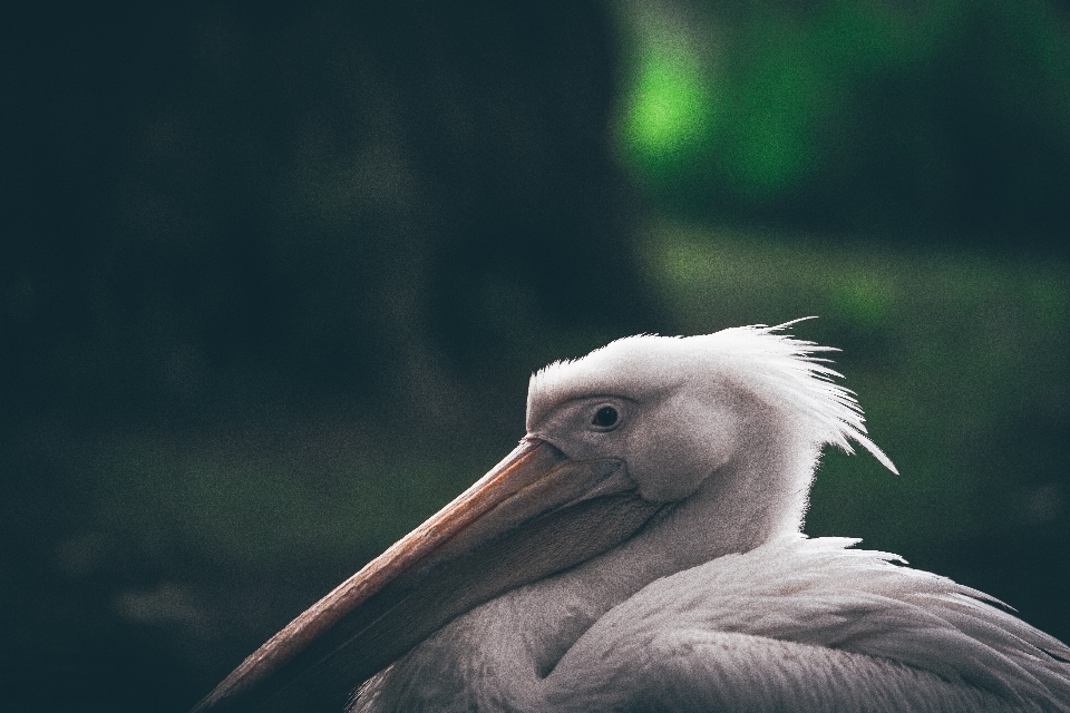 Bird wing white pelican