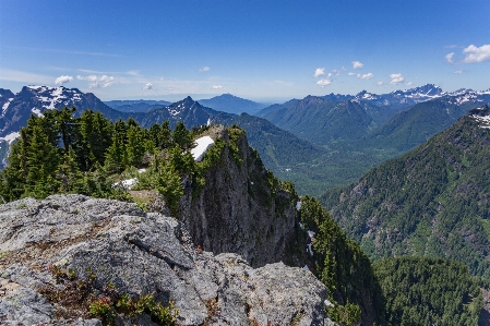 Tree forest rock wilderness Photo