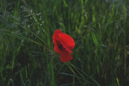 Doğa çimen bitki alan Fotoğraf