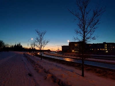 Tree horizon snow winter Photo