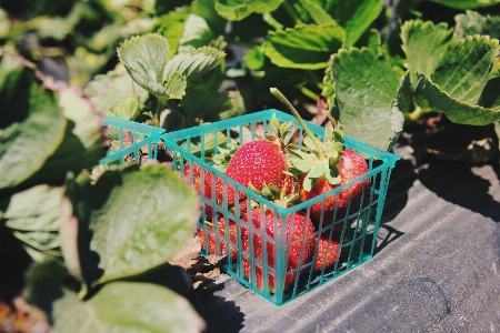 Plant wood farm fruit Photo