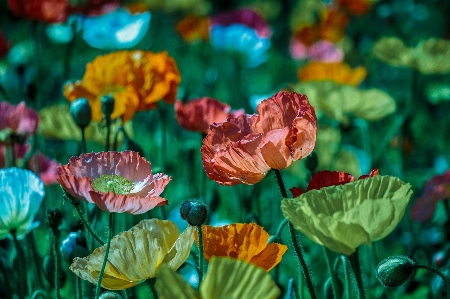 Nature plant leaf flower Photo